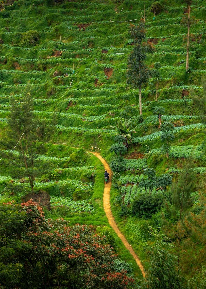 Lush green rice terraces with motorbike path in rural countryside, showcasing tropical greenery and landscape.